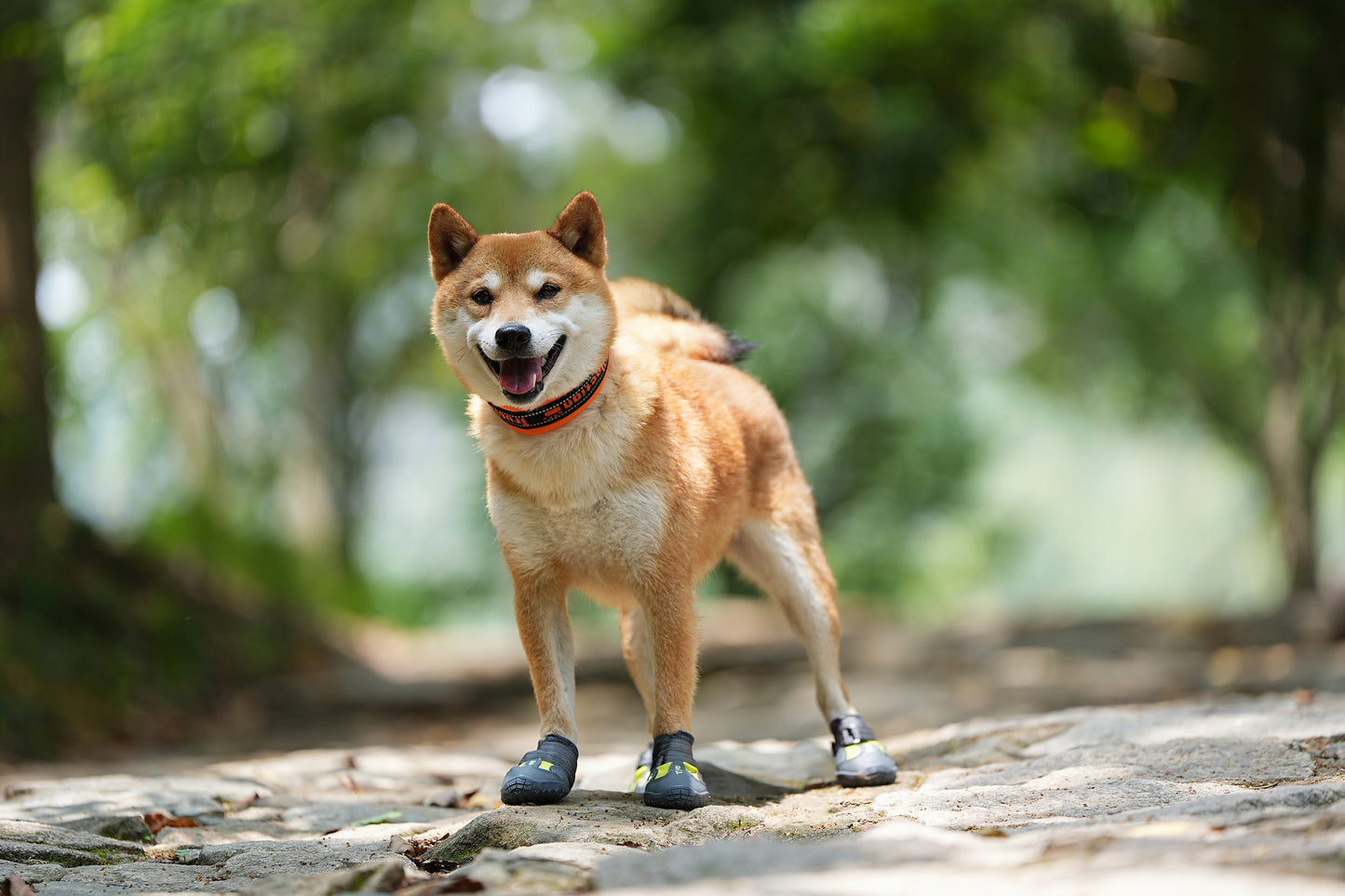Anti-slip dog shoes Black Demo