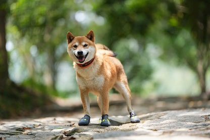 Anti-slip dog shoes Black Demo