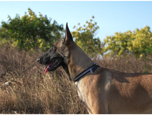 Waterproof Reflective Dog Collar Black Demo