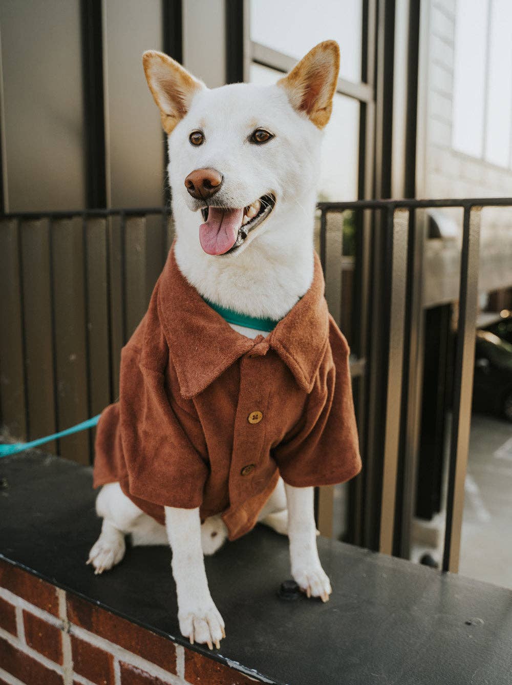 Terry Dog Polo Shirt Cocoa Brown Demo Medium Dog