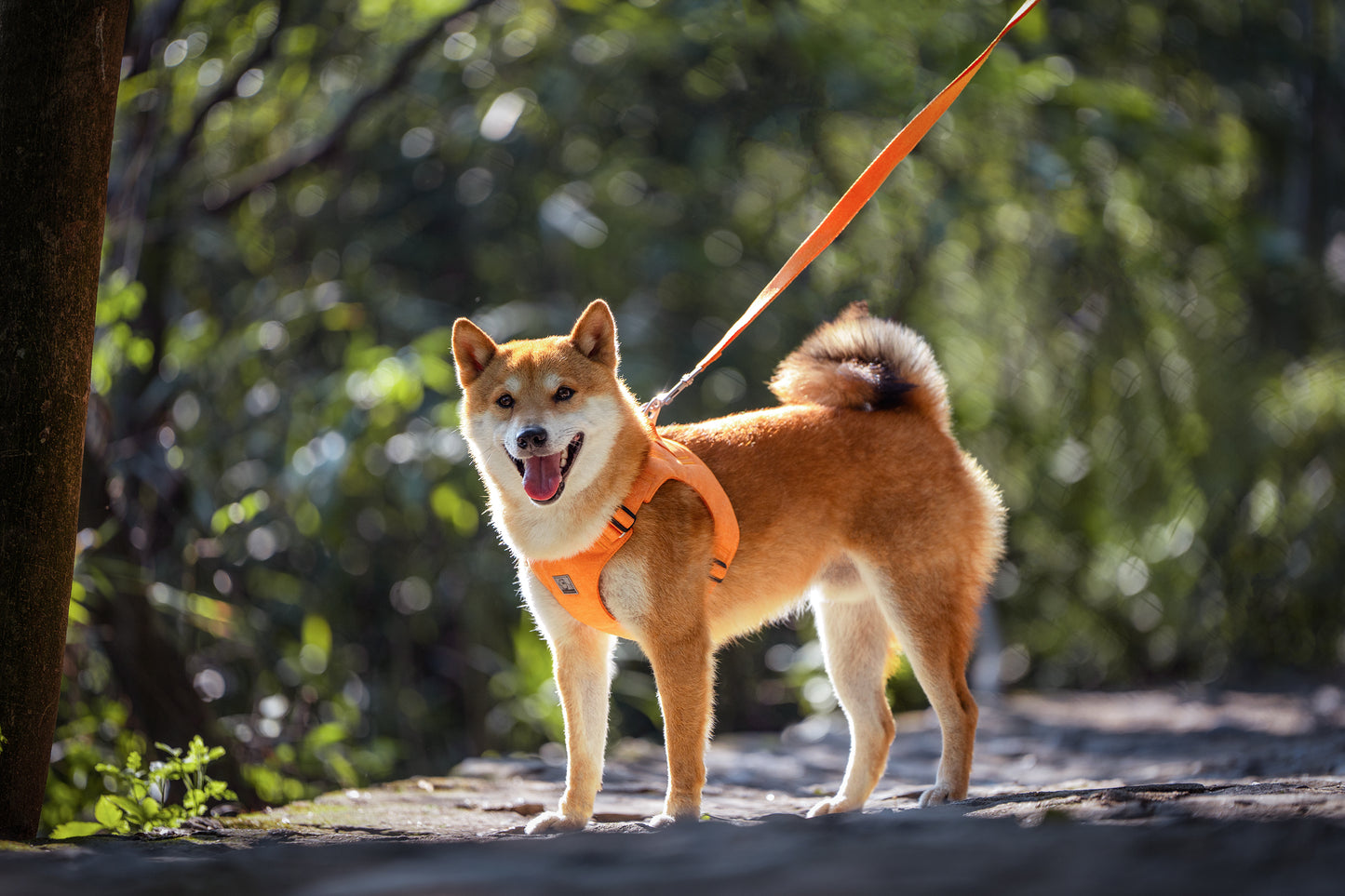 Eco-Friendly Dog Harness Orange Demo