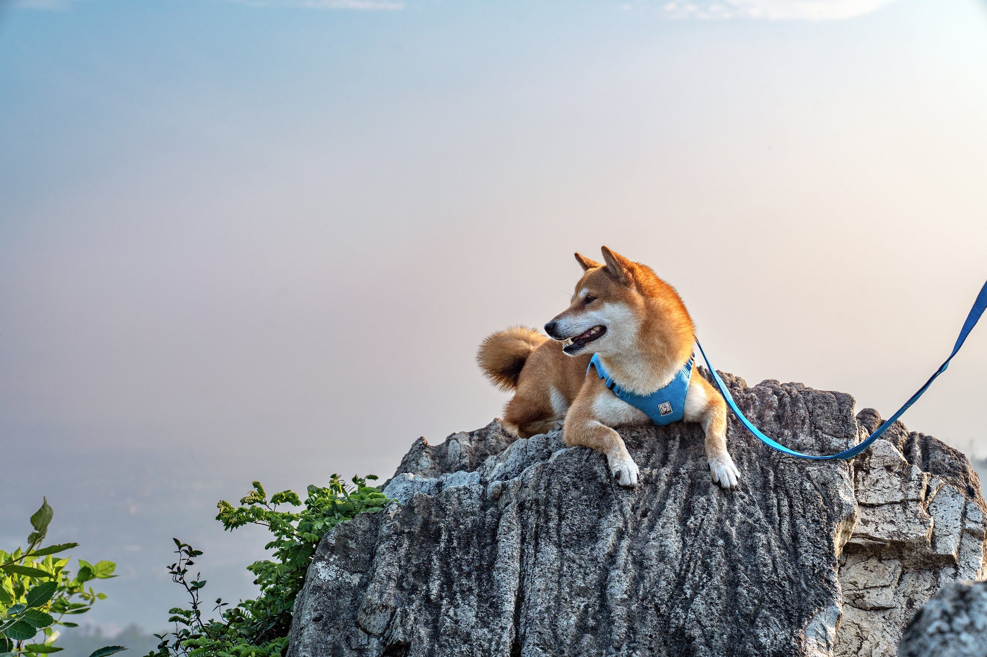 Eco-Friendly Dog Harness Blue Demo