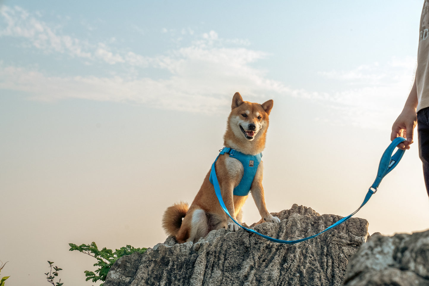 Eco-Friendly Dog Harness Blue Demo Matching Leash