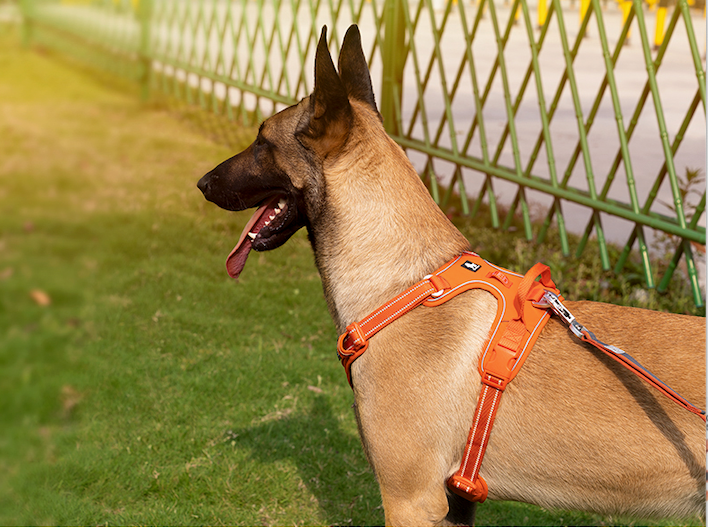 Premium No Pulling Dog Harness Orange Demo