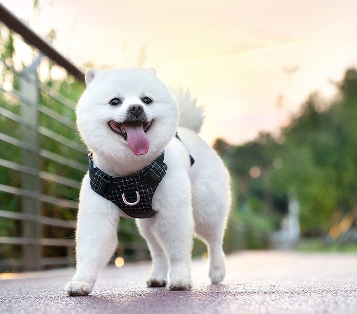 Innovative Dog Harness Safety Light GPS Holder Black Demo Front View