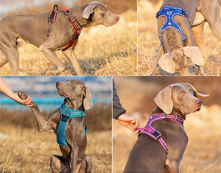 No-Pull Dog Harness Various Colours Demo
