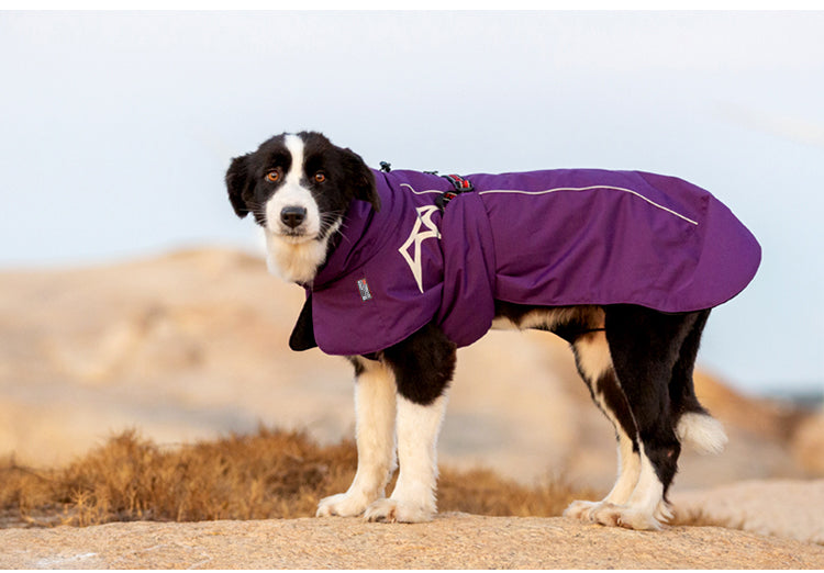 Windproof Winter Dog Coat Purple Dog Demo