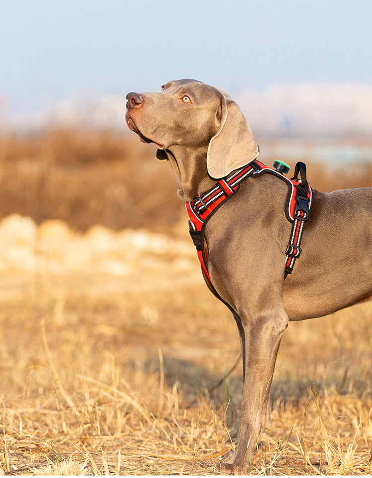 No-Pull Dog Harness Red Demo Safety Light