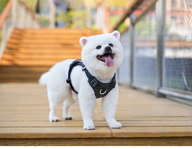 Innovative Dog Harness Safety Light GPS Holder Black Happy Beach