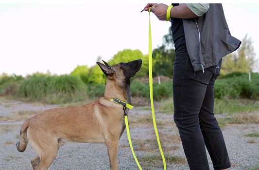 Waterproof Dog Leash Yellow Demo